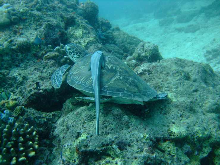 remora y tortuga