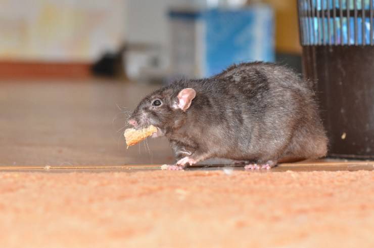 ratón de la casa del ratón