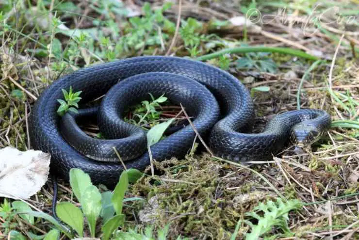 Lagarto mayor