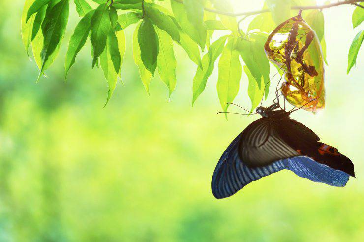 ¿Cuánto tiempo vive una mariposa?