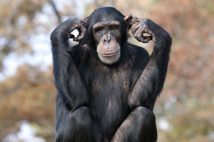 Datos del chimpancé