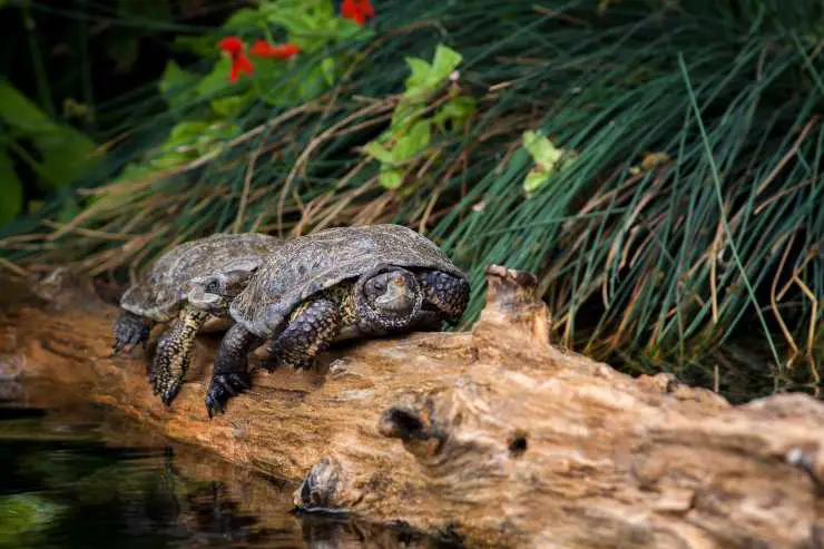Mima a la tortuga