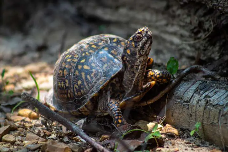 Mima a la tortuga