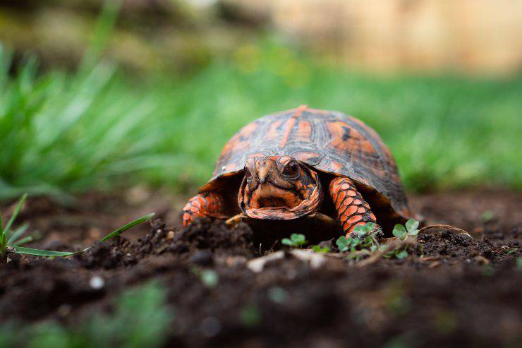 Mima a la tortuga