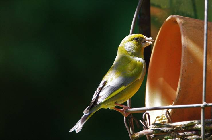 pájaro verderón