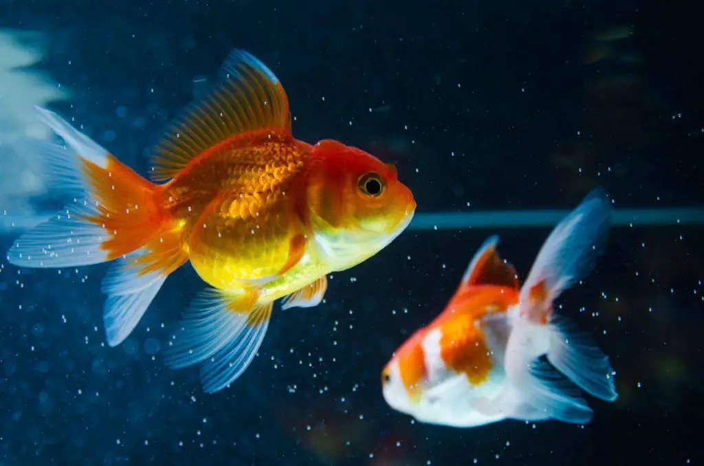 Goldfish vs Betta ¿cuál gana? Todos los hechos más curiosos y como