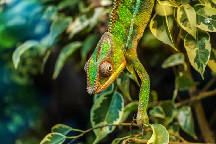El camaleón en la naturaleza (Foto Pixabay)