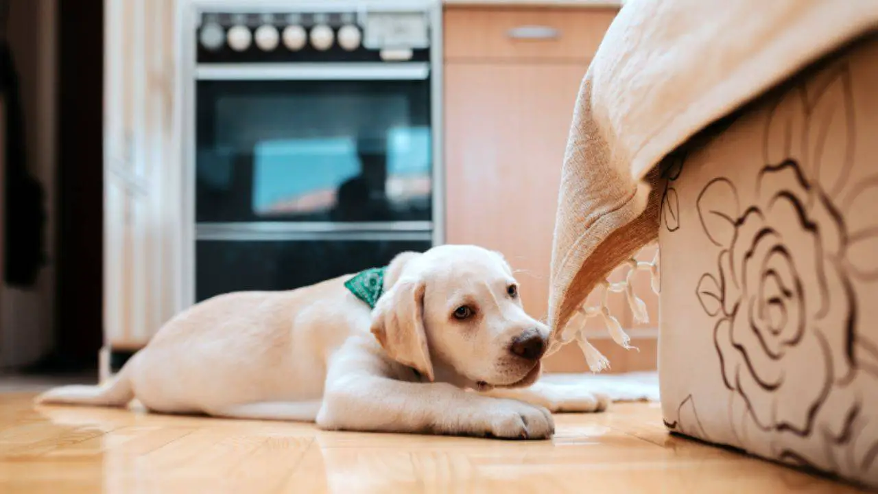 El perro lame los muebles: todas las explicaciones del comportamiento -  Vida con Mascotas ▷➡️