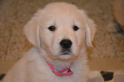 golden retriever