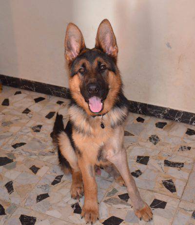 un perro flexible y fuerte