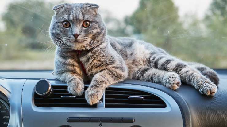 gatos que aman viajar