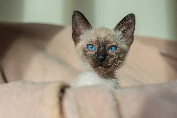 ojos del gato