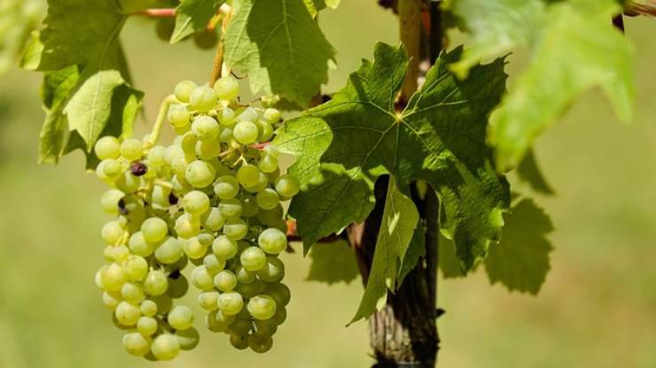 uvas