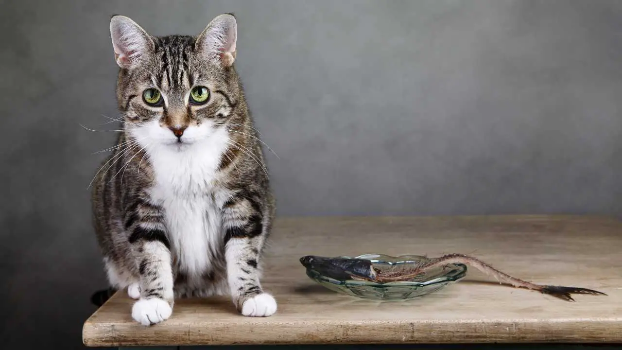 Los gatos comen huesos de pescado? Vamos a averiguar - Vida con Mascotas ▷➡️