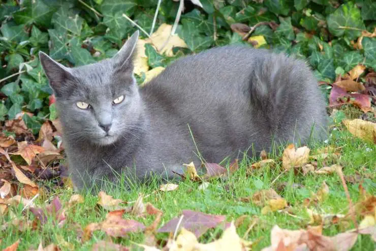 Korat Korat