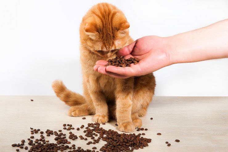 semillas de cafe gato semillas de cafe gato