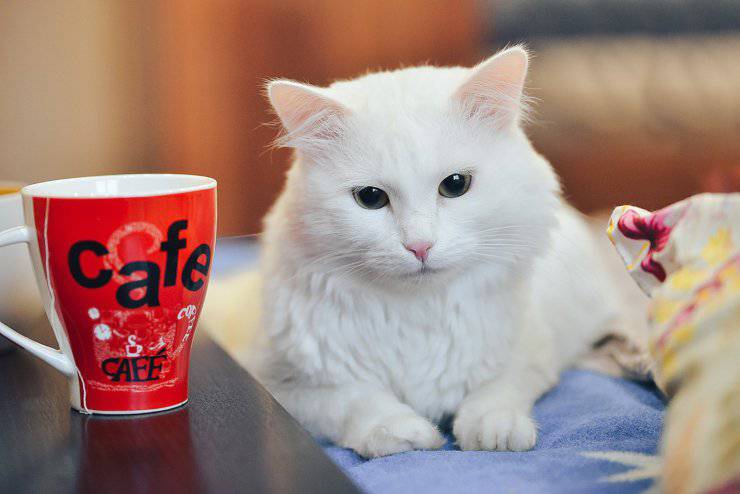 El gato bebe cafe El gato bebe cafe