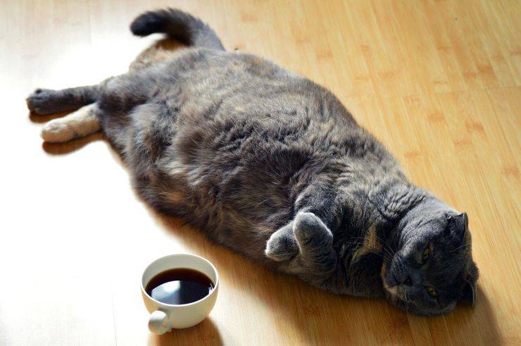 Coño junto a una taza de café Coño junto a una taza de café