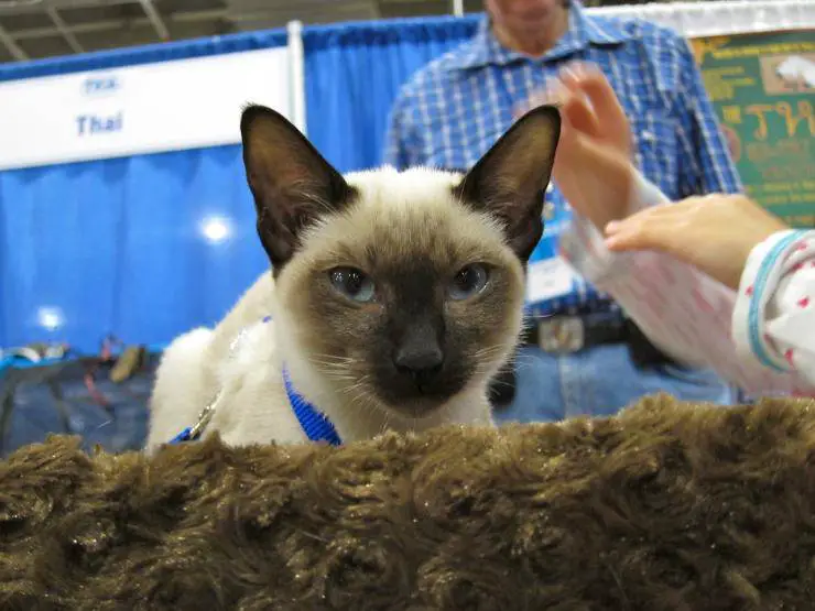 gato tailandés