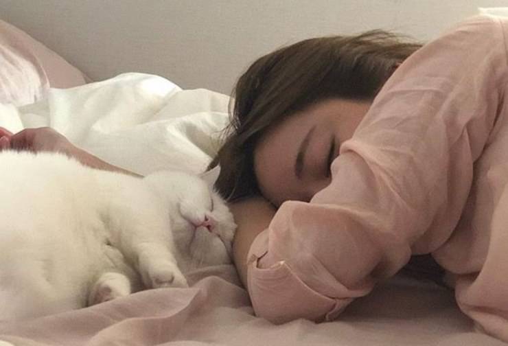 Cómo duerme nuestro gato: las distintas posiciones y lo que significan