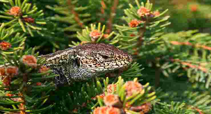 El lagarto se esconde (Foto Pixabay)