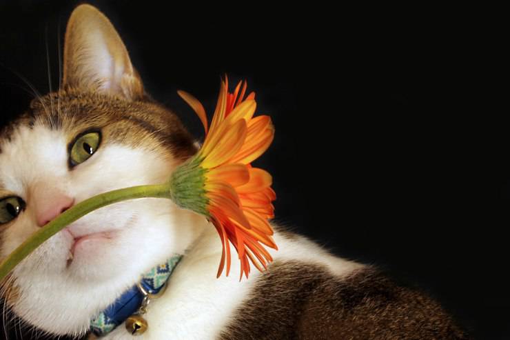 cómo deshacerse del olor a gato porque el gato apesta