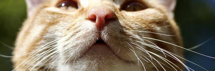 El gato apesta