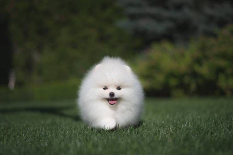Spitz japonés