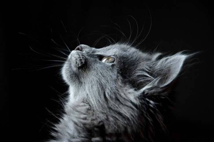 El gato esperanzado (Foto Pixabay)