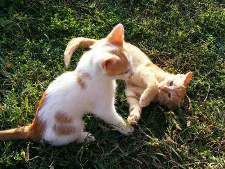 Los gatos juegan o pelean
