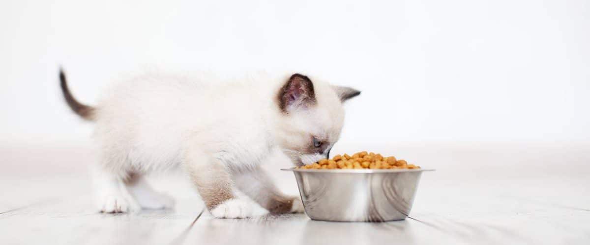 Cuantas Veces Come Un Gato Por Día