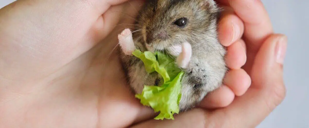 Esperanza De Vida De Un Hamster