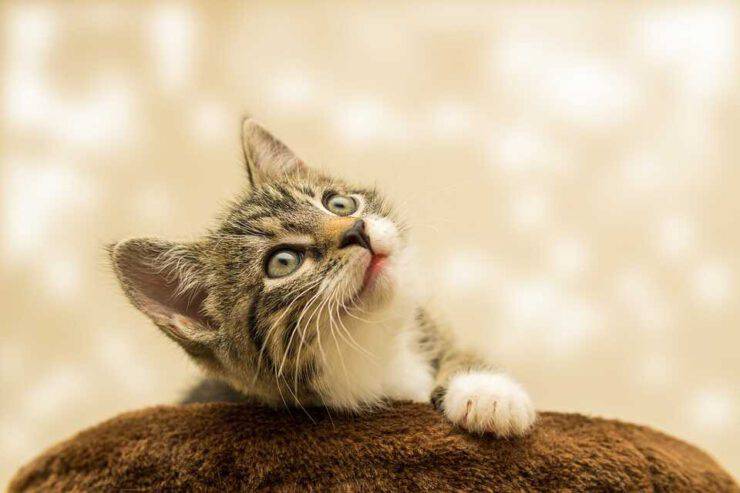 Los 5 tipos de personalidad felina