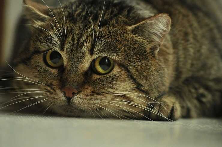 Los 5 tipos de personalidad felina