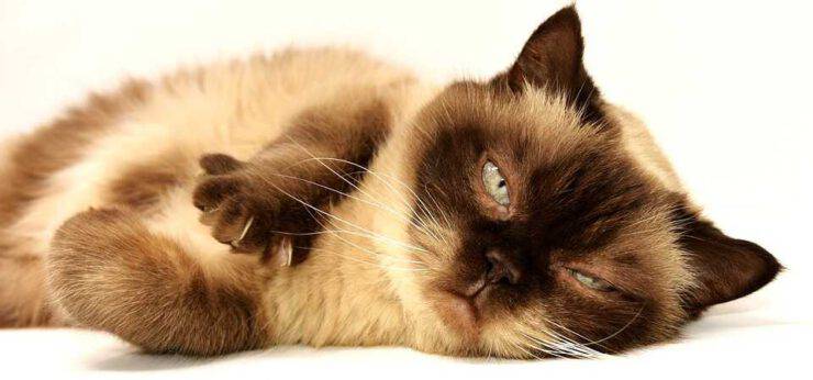 Los 5 tipos de personalidad felina