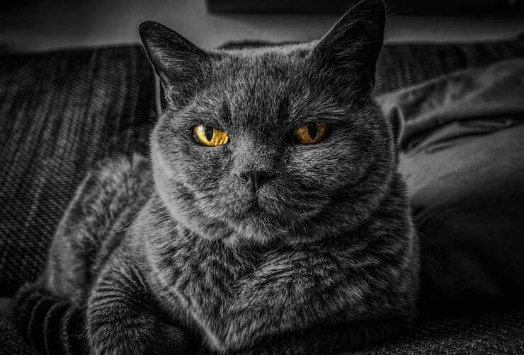 Los 5 tipos de personalidad felina