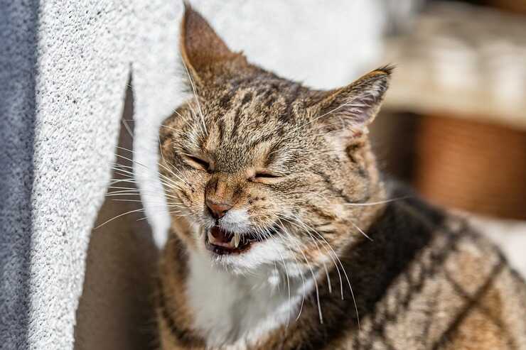 Los 5 tipos de personalidad felina