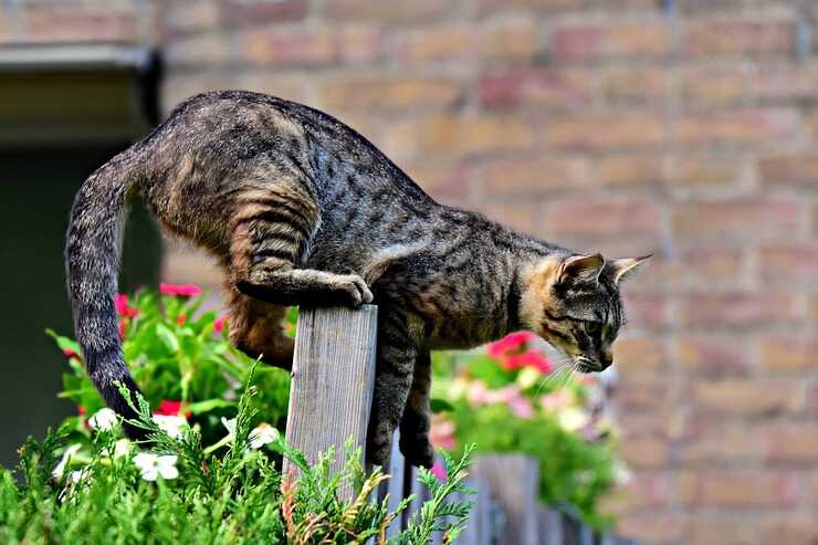 Los 5 tipos de personalidad felina