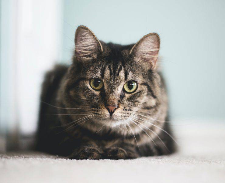 Tomando fotografías del gato