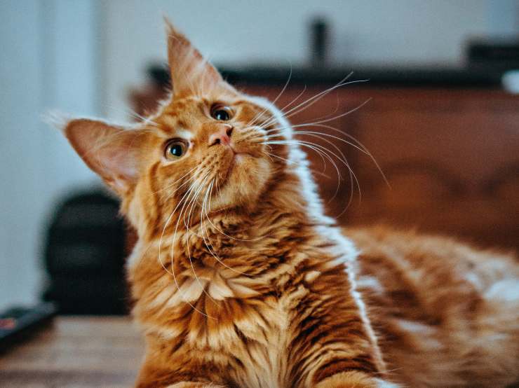 Tomando fotografías del gato