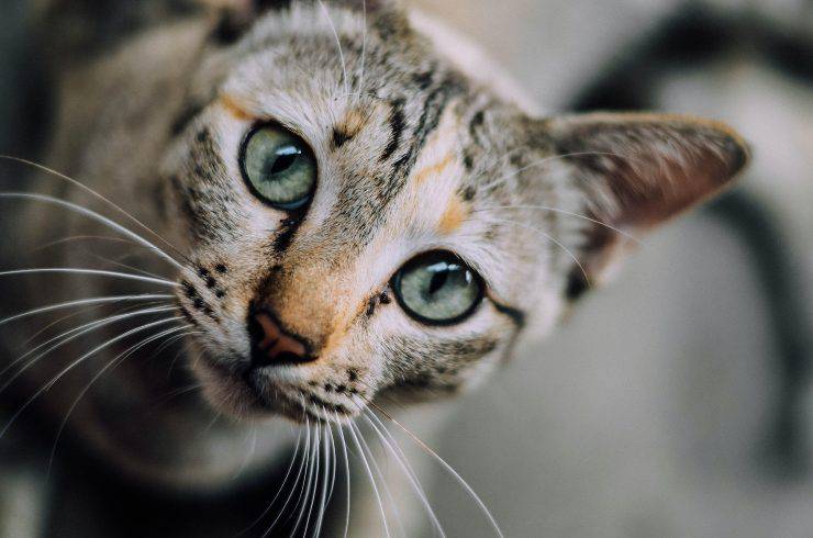 Tomando fotografías del gato