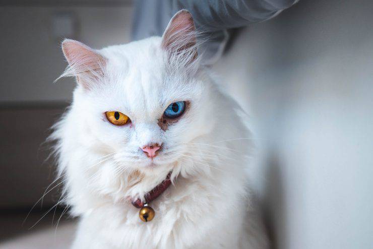 Tomando fotografías del gato