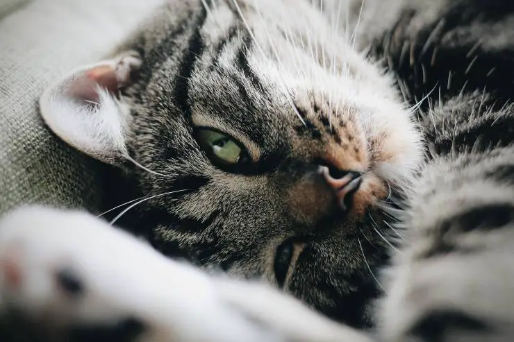 Tomando fotografías del gato