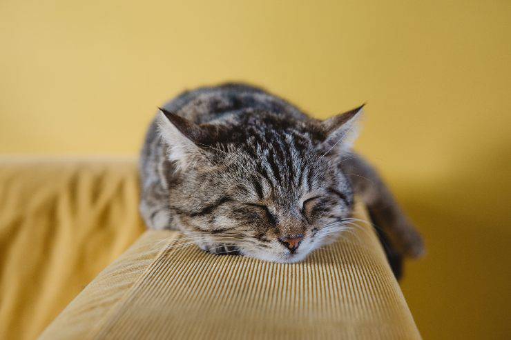 Gente que odia a los gatos