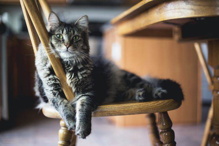 Gente que odia a los gatos