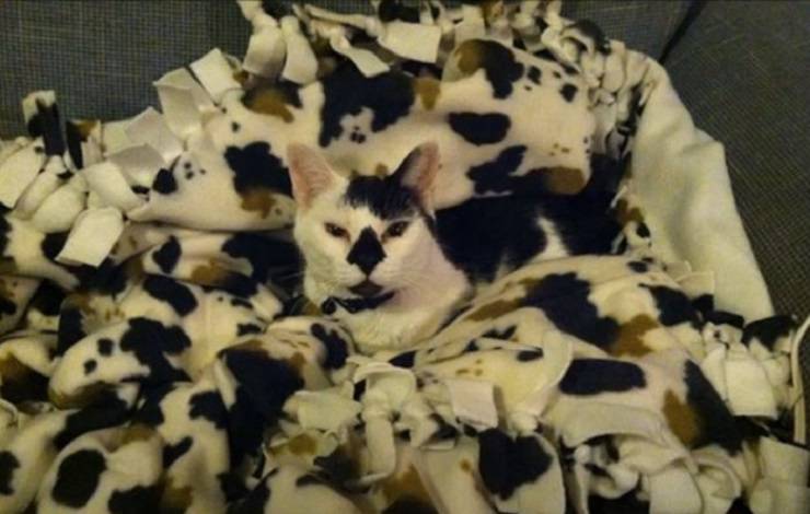 gato a cuadros