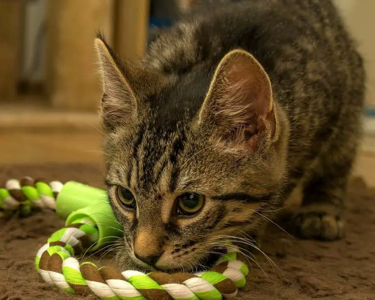 gato