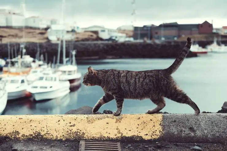 El gato se escapa
