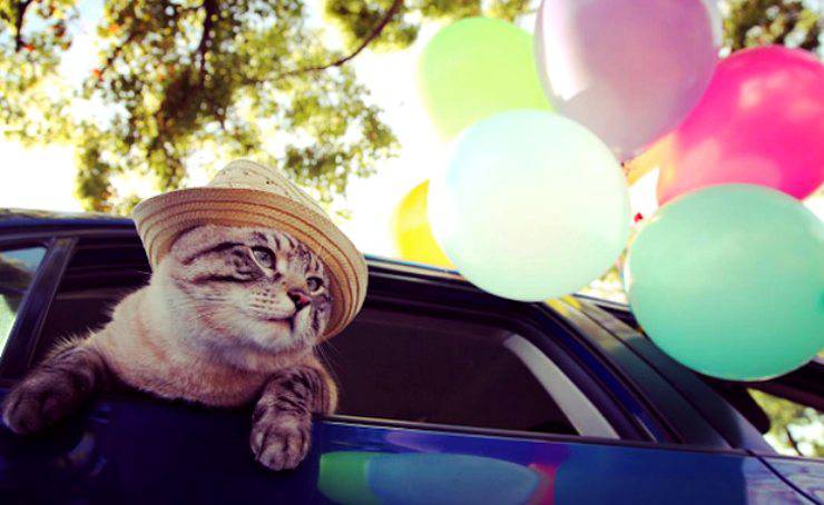 Viste al gato