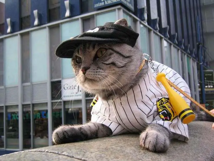 Viste al gato